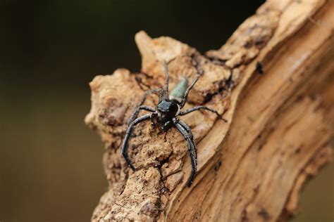 My jumping spider breeding | Arachnoboards