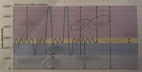 Lung volume chart Diagram | Quizlet