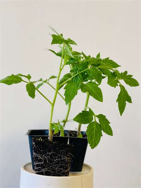 Tomato Plant – Cherokee Purple – Honey Tree Farm