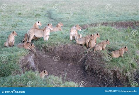 Lions with cubs stock image. Image of national, animals - 62954117