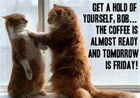 18 Hilarious Memes For a Purrfect Caturday | Thursday humor, Thursday meme, Tomorrow is friday