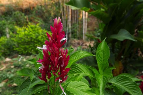 Beautiful Red Ginger Flower in the Outdoor. Stock Photo - Image of close, grow: 175487490