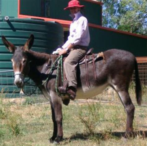 American Mammoth Jackstock | Donkey All Breeds Society of Australia