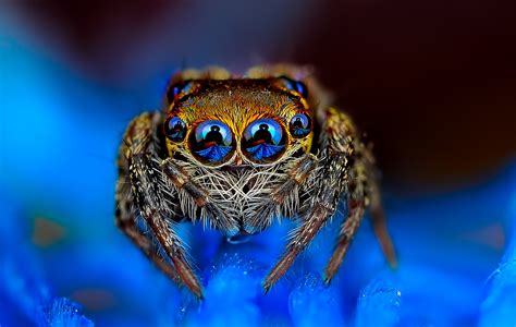 Eye of the Spider: Hypnotizing Macro Photos of Exotic Spiders Staring ...