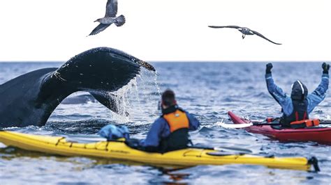 Wild Antarctica | Antarctica Cruises