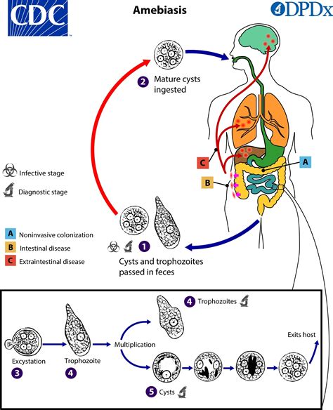 Life cycle of entamoeba histolytica diagram