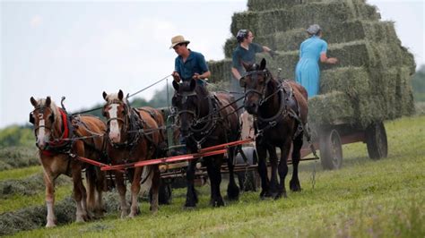 Amish families leave pricey Ontario farms, move to P.E.I. | CTV News