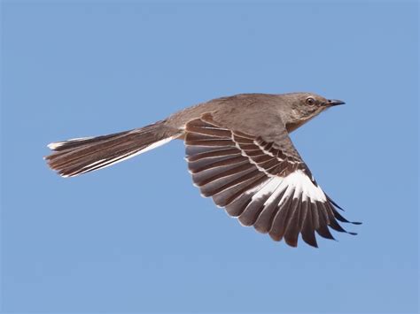 Northern Mockingbird - NestWatch