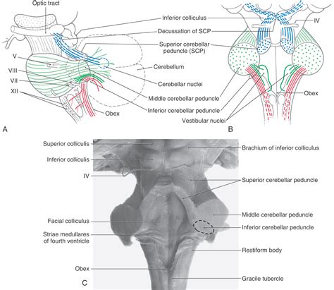 The Cerebellum | Clinical Gate