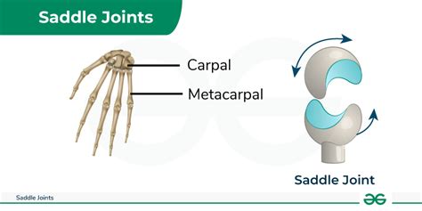 Saddle Joints - Examples, Location, Diagram & its Functions - GeeksforGeeks