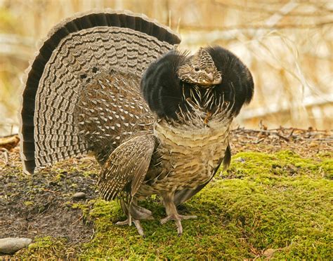 Ruffed Grouse Facts, Habitat, Diet, Life Cycle, Baby, Pictures