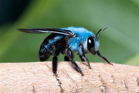 Синяя садовая пчела (Osmia lignaria) | Пикабу