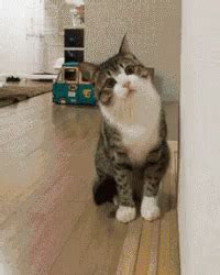 Cat Confused GIF - Cat Confused Curious - Discover & Share GIFs