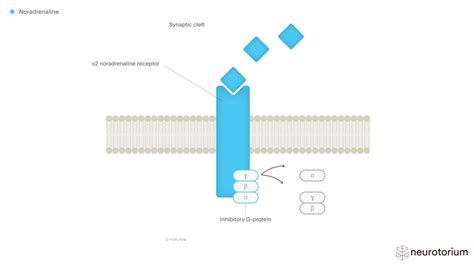 Noradrenaline A2 Adrenergic Receptor - Neurotorium