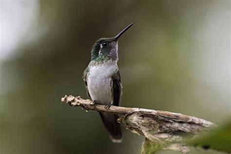 Hummingbirds of Costa Rica - CBS News