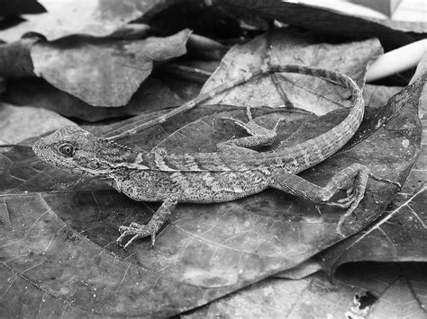 New Species of Hypsilurus (Squamata: Agamidae) from Papua New Guinea