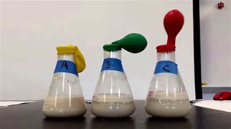 Yeast Cellular Respiration Lab - YouTube