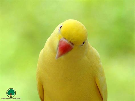 Amazing Creativity: Yellow/Red Just amazing Parrot