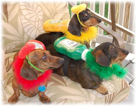 Every picnic should include condiments. | Dachshund love, Dachshund ...