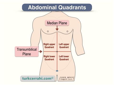 Abdominal Pain Causes By Location: Stomach Anatomy And, 43% OFF