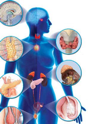 Endocrine Disorders | Division of Endocrinology