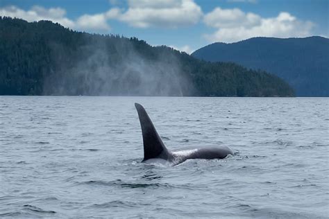 Best Whale Watching Tours Vancouver Island – A Local’s Guide