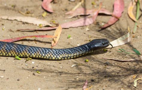 Tasmanian Tiger Snake - A-Z Animals