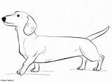 Dachshund Dog coloring Page sketch template