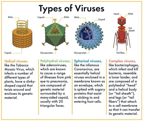 A World of Viruses – Harvard Museums of Science & Culture