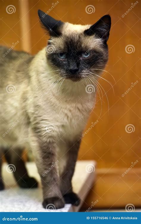 Siamese blue-eyed cat stock photo. Image of animal, beige - 155716546