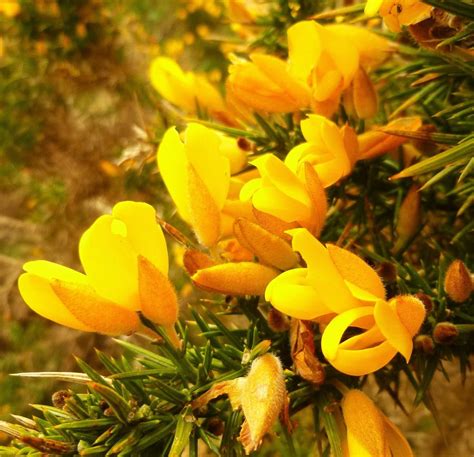 Glorious Gorse, a great Scottish native