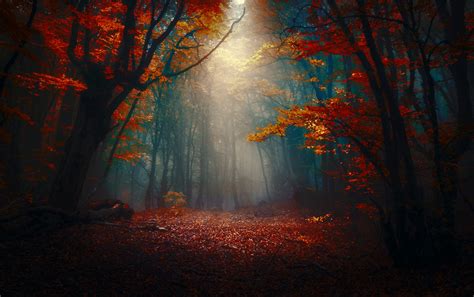 Dark Autumn Forest Wallpaper