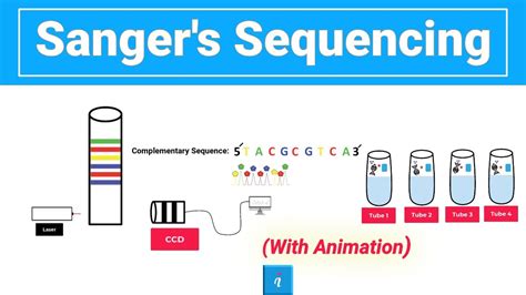 Sanger sequencing (with animation) - YouTube