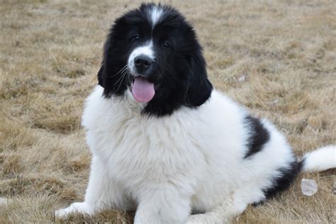 Newfoundland Dog Puppies For Sale | Sugar City, ID #274308