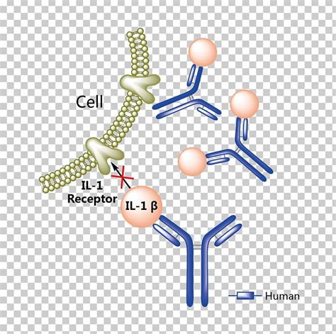 Canakinumab Ixekizumab Food And Drug Administration Bevacizumab Mechanism Of Action PNG, Clipart ...