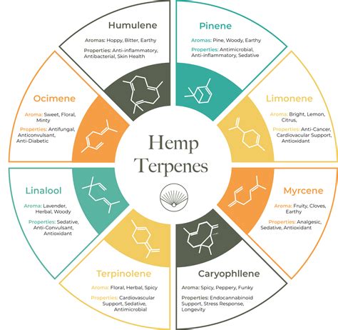 What in The World Are Terpenes? - The Hemp Source