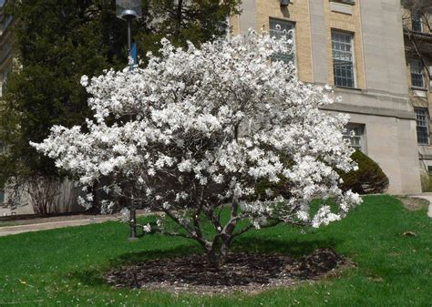 Visit My Garden: Spring Flowering Trees | Flowering trees, Magnolia ...