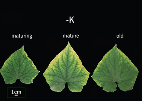 Guide to Potassium Deficiency in Cucurbits | PowerAG