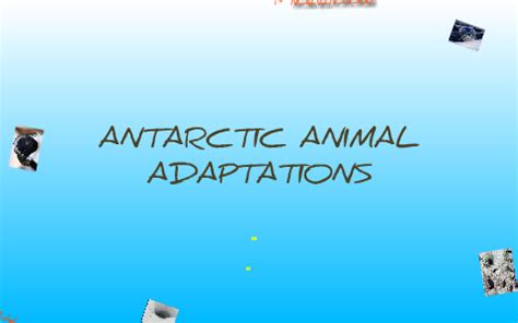 Antarctic Animal Adaptations by Rachael Earl on Prezi