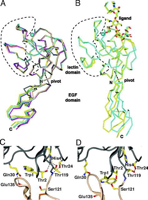 Structural basis for selectin mechanochemistry | PNAS