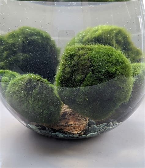 Marimo (Moss Balls): Care Guide, Tips and Info | OurHouseplants