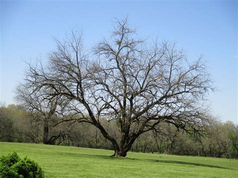 Osage Orange at Hedge Farm | Hedges, Tree, Plants