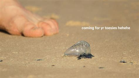 Bluebottle Jellyfish Are Washing Up On Beaches In Extreme Numbers