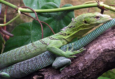 File:Green.tree.monitor.lizard.arp.jpg - Wikipedia