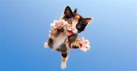 These Photos Of Flying Kittens Are What You Need Right Now | HuffPost