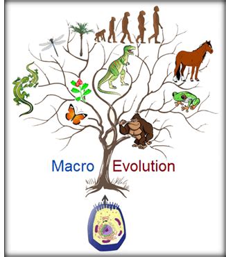 Macroevolution | 463 plays | Quizizz