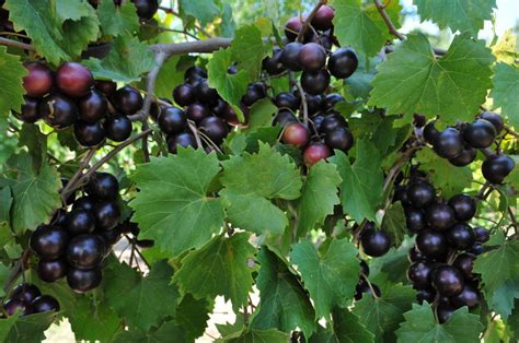 Muscadines - Ison's Nursery & Vineyard | Free Press