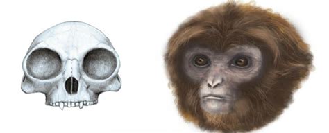 This New Fossil Discovery Is Changing Our Understanding of Ape Evolution : ScienceAlert