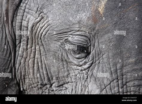 African Elephant face showing small eye and eyelashes Stock Photo - Alamy