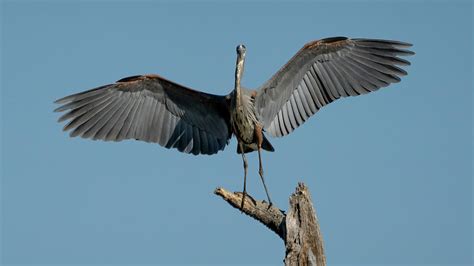 Great blue heron with wings spread Photograph by Jack Nevitt